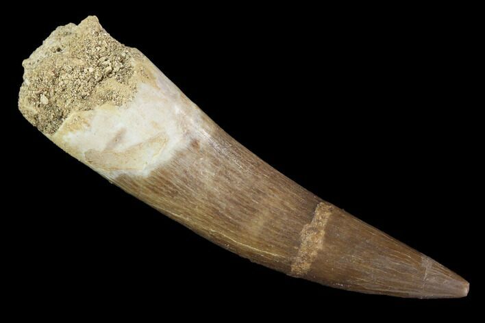 Fossil Plesiosaur (Zarafasaura) Tooth - Morocco #91299